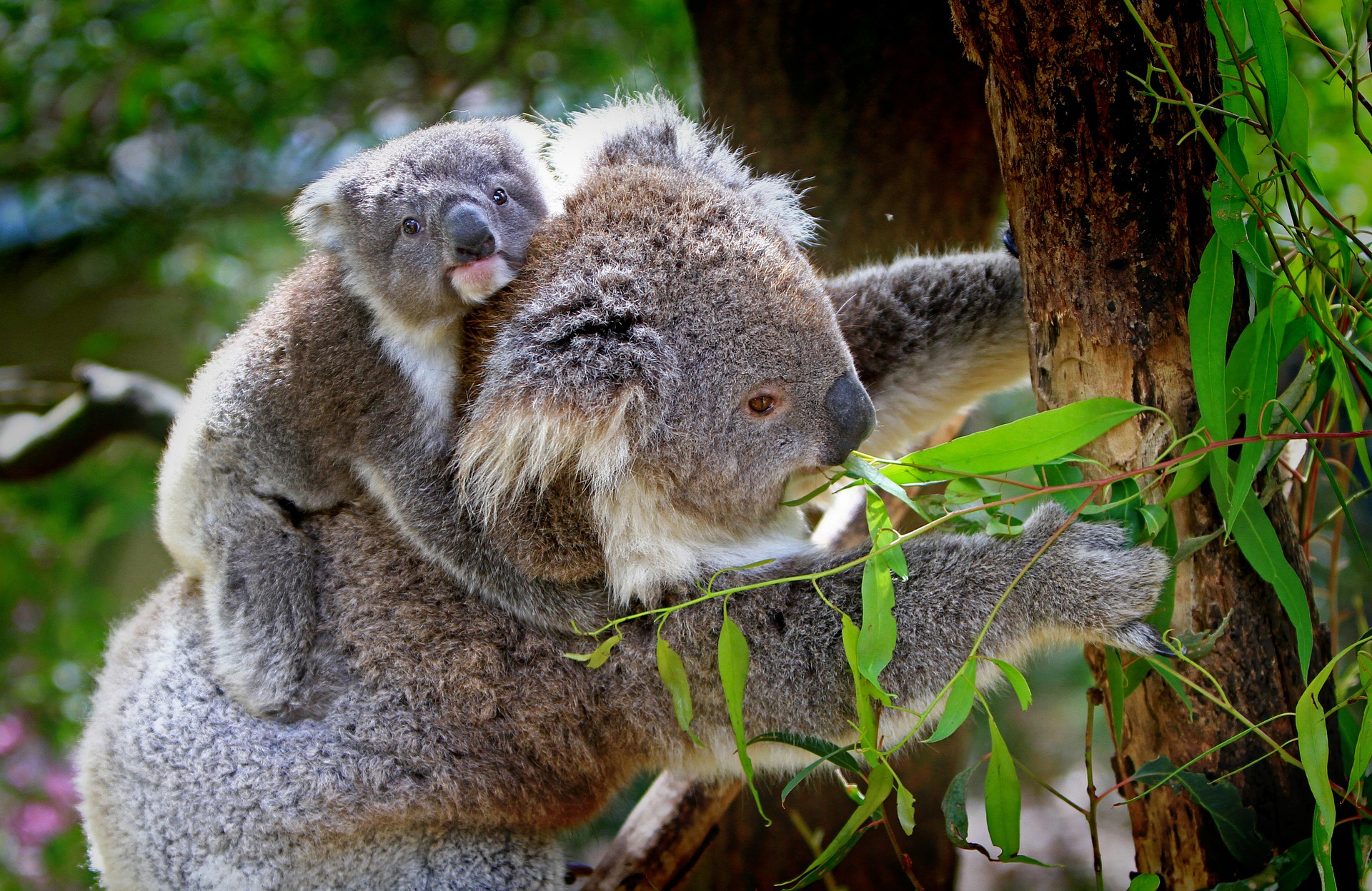 Koala Bären Australien Visum ETA